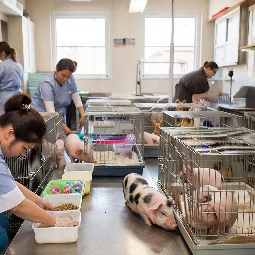 Мини-свиней освободят от переработки в кафе Ярославля